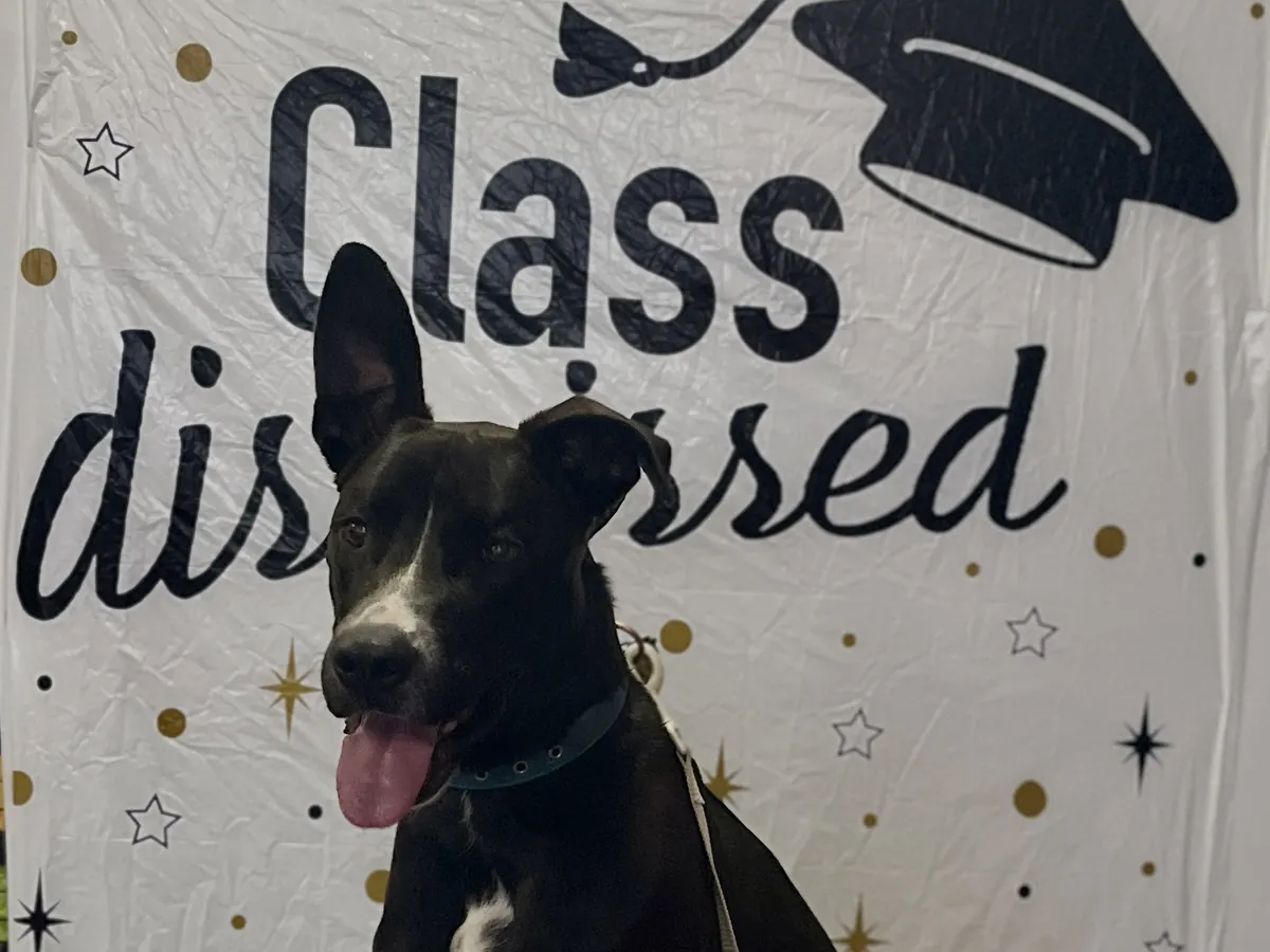 Dog sitting in front of a Class Dismissed banner after its last lesson at Rising Sun Canine Training in Marion