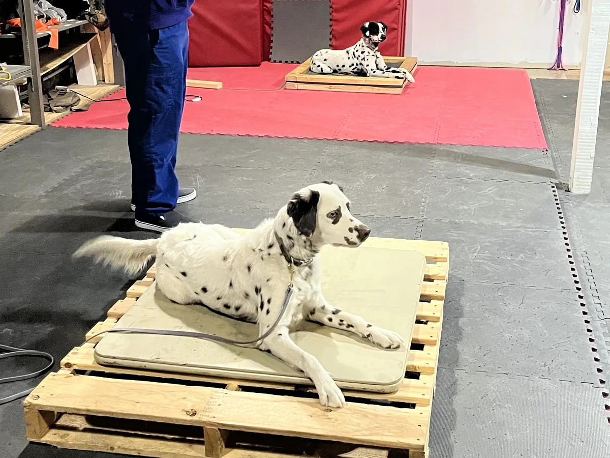 Dalmatian settling calmly on a raised place board inside the Rising Sun facility in Marion