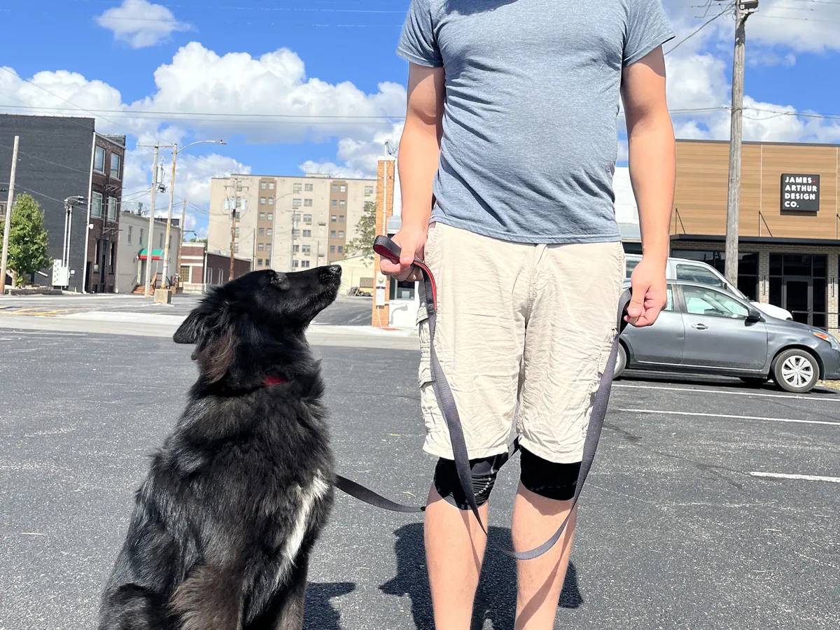 Dog sitting calmly next to its handler on a downtown street in Marion, IL