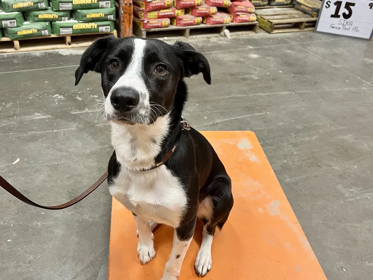 Dog sitting on an orange board in a feed store during a training session