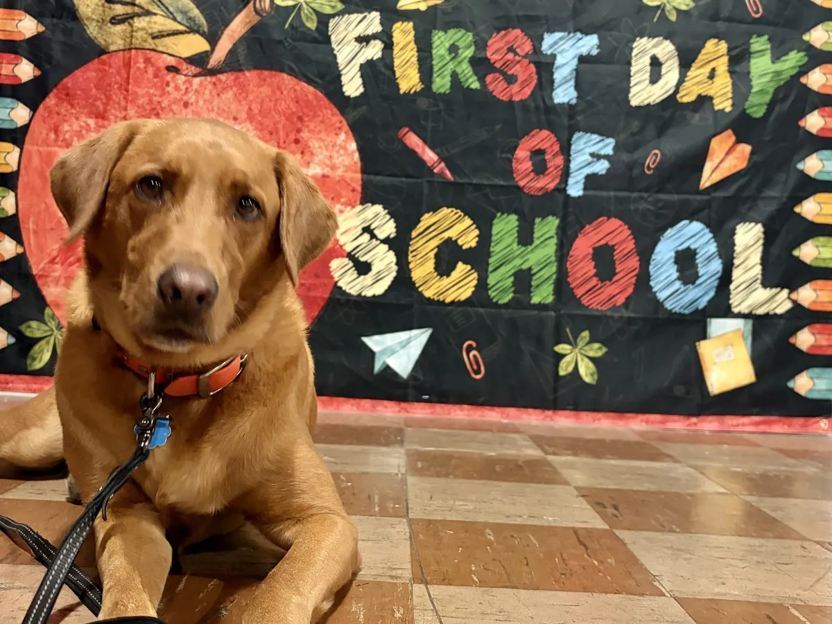 Golden retriever lying in front of a First Day of School banner at its first lesson in Marion