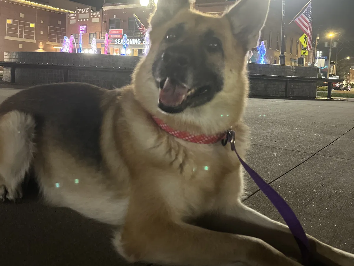 German shepherd lying calmly on a leash in downtown Marion in the evening