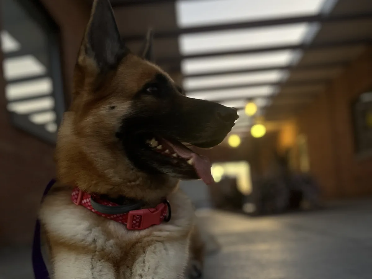 German Shepherd relaxing in a hallway