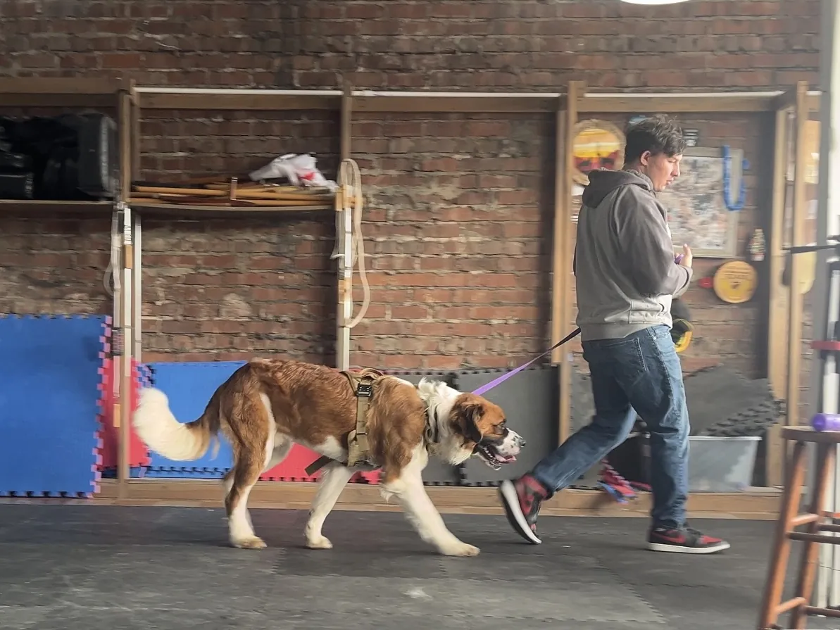 Trainer walking a Saint Bernard on a loose leash inside the Rising Sun Canine Training facility in Marion