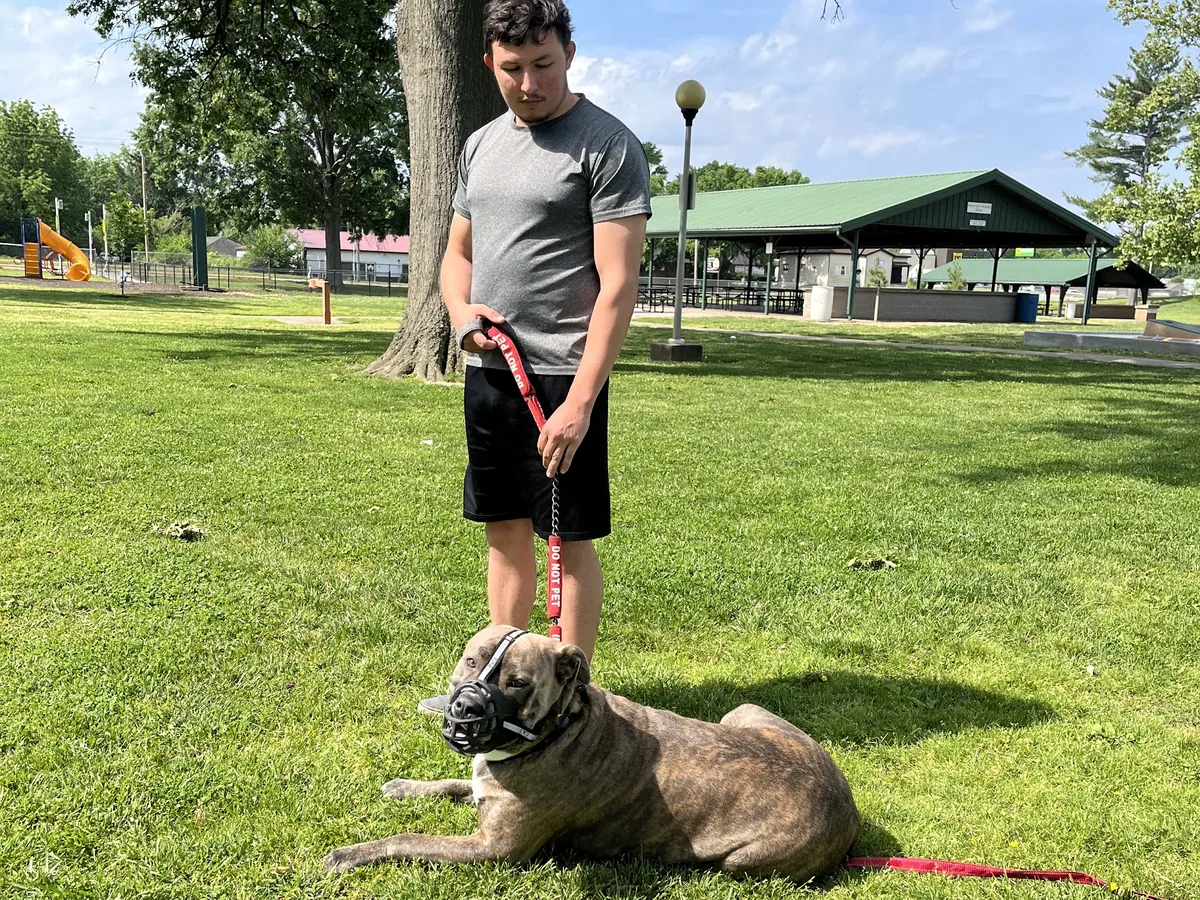 Dog holding a down-stay on the grass in a Marion park during a training session
