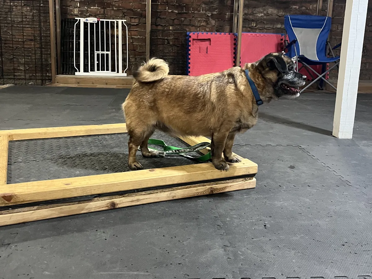 Dog standing on a place board inside the Rising Sun training facility in Marion