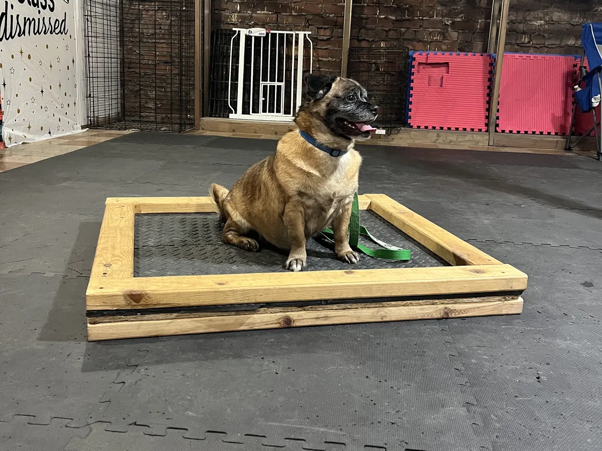 Pug sitting on a place board inside the Rising Sun Canine Training facility in Marion