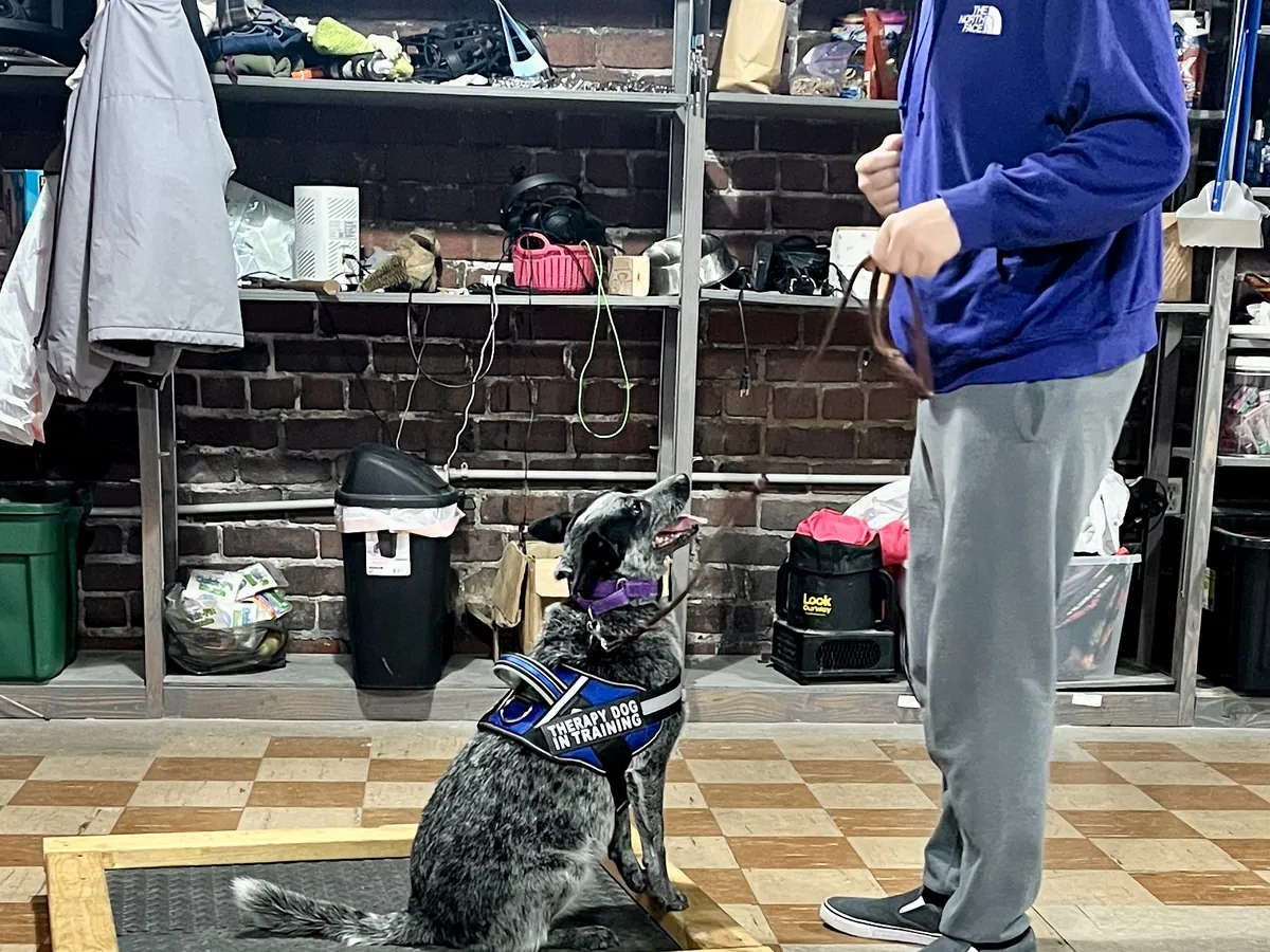 Dog in a therapy-dog-in-training vest sitting on a place board during a lesson in Marion