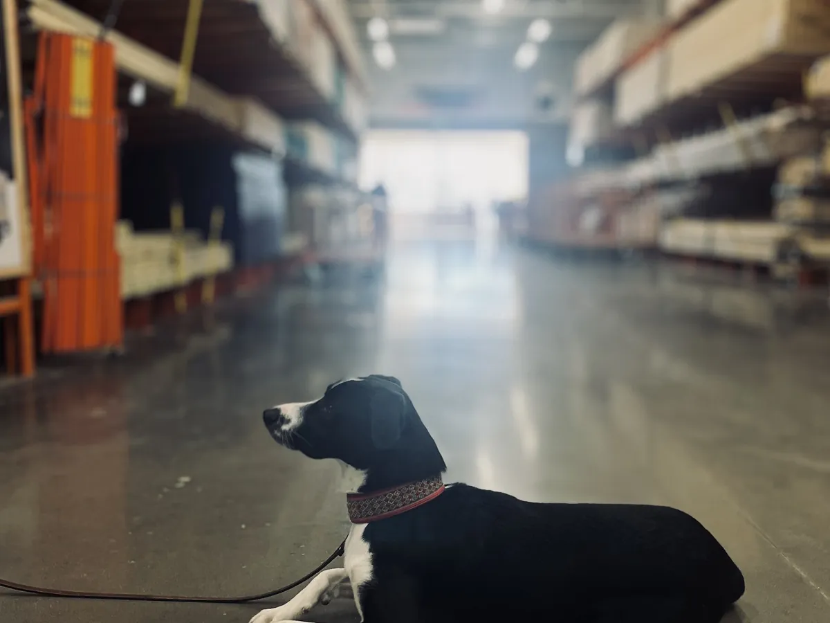 Dog holding a calm down-stay in a store aisle during board and train in Marion