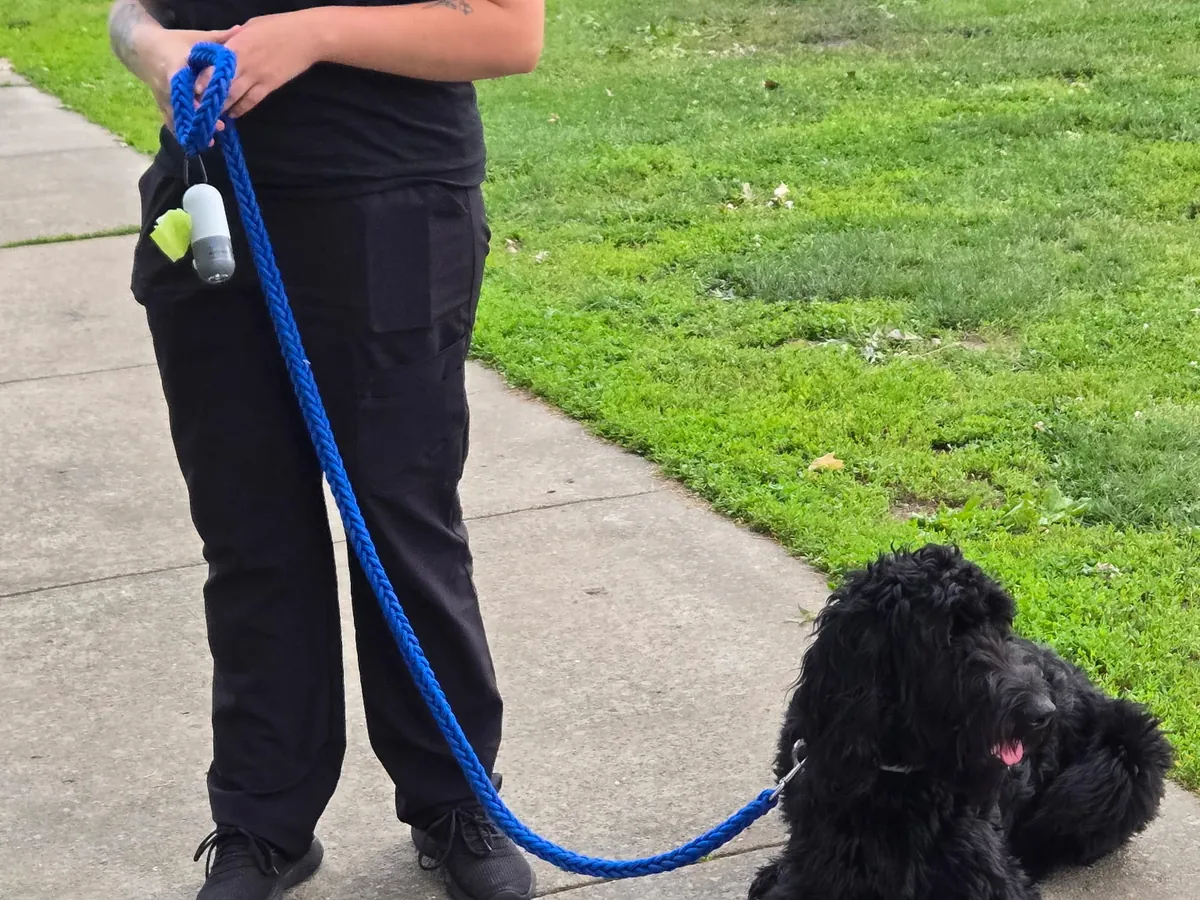 Rising Sun trainer with a young doodle sitting calmly on a leash outdoors in Marion