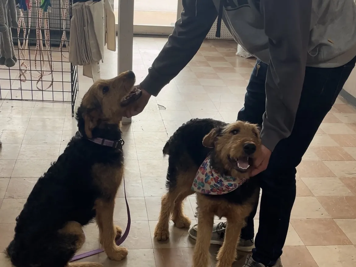 Trainer working with two young puppies at the Rising Sun facility in Marion